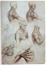 Haga click para ver la imagen ampliada sketches - muscles of the neck and shoulders c_1515.jpg